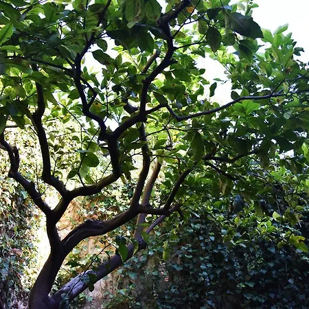Artroom Garden Noto